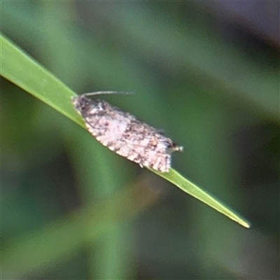 Isochorista encotodes (A Tortricid moth (Archipini) at Hackett, ACT - 5 Oct 2025 by Hejor1