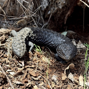 Tiliqua rugosa at Hackett, ACT - Yesterday by Hejor1