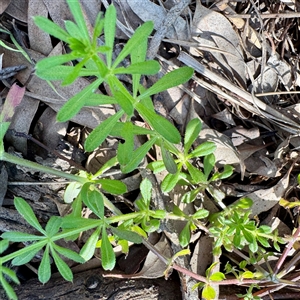 Galium aparine at Hackett, ACT - 4 Oct 2025 by Hejor1