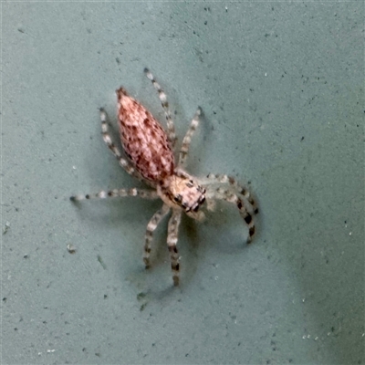 Helpis minitabunda (Threatening jumping spider) at Hackett, ACT - 4 Oct 2025 by Hejor1