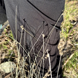 Cyperus eragrostis (Umbrella Sedge) at Hackett, ACT - Yesterday by Hejor1