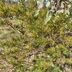 Acacia decurrens (Green Wattle) at Ainslie, ACT - 5 Oct 2025 by Hejor1