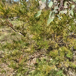 Acacia decurrens at Ainslie, ACT - Yesterday by Hejor1