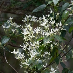 Clematis aristata at Bundanoon, NSW - 20 Sep 2025 by Aussiegall