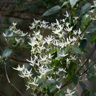 Clematis aristata at Bundanoon, NSW - 20 Sep 2025 by Aussiegall