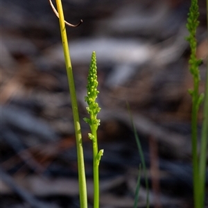 Microtis parviflora by Aussiegall