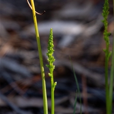 Microtis parviflora at  - suppressed by Aussiegall