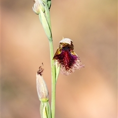 Calochilus robertsonii (Beard Orchid) by Aussiegall