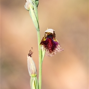 Calochilus platychilus by Aussiegall