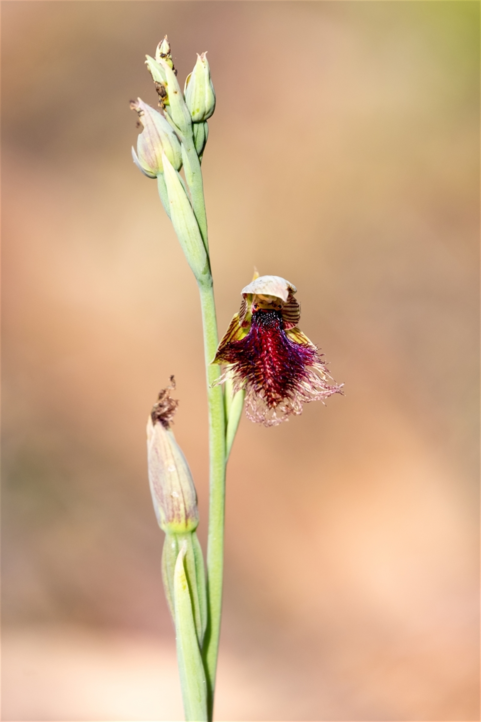 Calochilus robertsonii at Penrose, NSW - suppressed