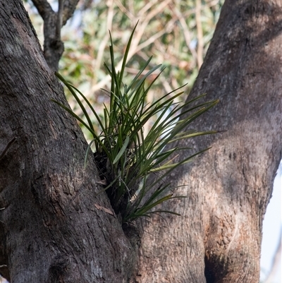 Cymbidium suave (Snake Orchid) at  - suppressed by Aussiegall
