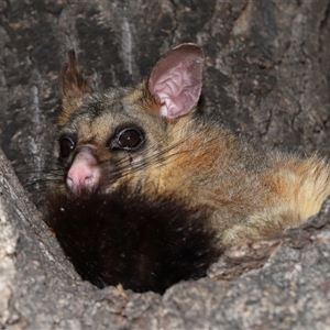 Trichosurus vulpecula (Common Brushtail Possum) at Parkes, ACT - 4 Oct 2025 by TimL