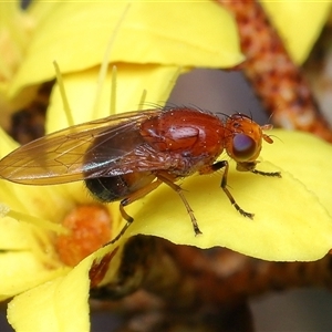 Lauxaniidae (family) at Acton, ACT - 3 Oct 2025 by TimL