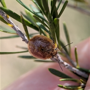 Paropsis sp. (genus) at Denman Prospect, ACT - Yesterday by Miranda