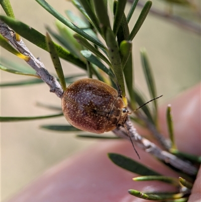 Paropsisterna cloelia (Eucalyptus variegated beetle) at Denman Prospect, ACT - 5 Oct 2025 by Miranda