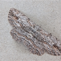 Ectropis excursaria (Common Bark Moth) at Franklin, ACT - 6 Oct 2025 by chriselidie