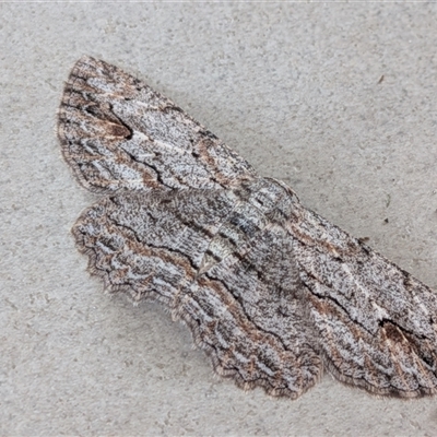 Ectropis excursaria (Common Bark Moth) at Franklin, ACT - 6 Oct 2025 by chriselidie