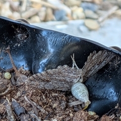 Ectropis excursaria at Franklin, ACT - suppressed