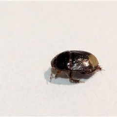 Adrisa sp. (genus) (Burrowing Bug) by chriselidie
