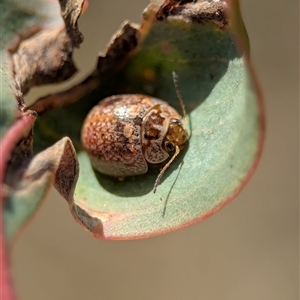 Paropsis sp. (genus) at Denman Prospect, ACT - Yesterday by Miranda