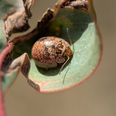 Paropsisterna m-fuscum (Eucalyptus Leaf Beetle) at Denman Prospect, ACT - 5 Oct 2025 by Miranda