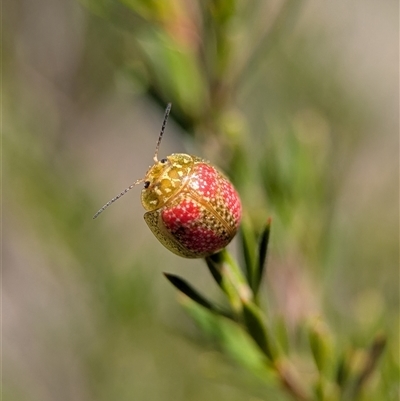 Paropsisterna fastidiosa (Eucalyptus leaf beetle) at Denman Prospect, ACT - 5 Oct 2025 by Miranda