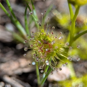 Drosera (genus) at Denman Prospect, ACT - Yesterday by Miranda