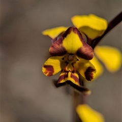 Diuris pardina (Leopard Doubletail) at Denman Prospect, ACT - 5 Oct 2025 by Miranda