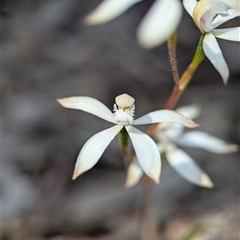 Caladenia ustulata (Brown Caps) at Denman Prospect, ACT - 5 Oct 2025 by Miranda