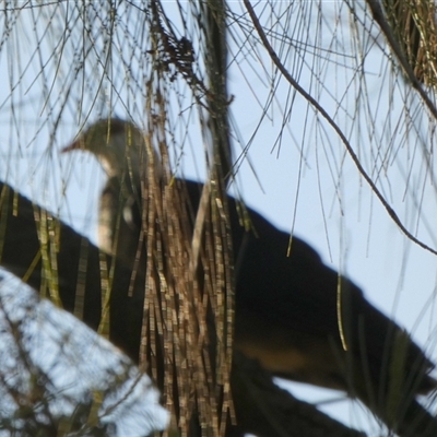 Columba leucomela (White-headed Pigeon) at  - suppressed by Paul4K