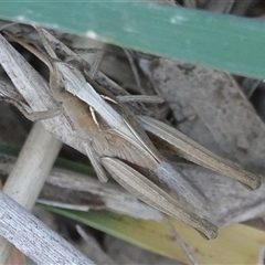 Schizobothrus flavovittatus (Disappearing Grasshopper) at Hall, ACT - 4 Oct 2025 by Anna123