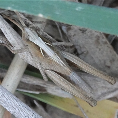 Schizobothrus flavovittatus (Disappearing Grasshopper) at Hall, ACT - 4 Oct 2025 by Anna123