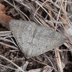 Taxeotis reserata at Hall, ACT - 3 Oct 2025 by Anna123