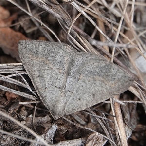 Geometridae (family) ADULT at Hall, ACT - 3 Oct 2025 by Anna123