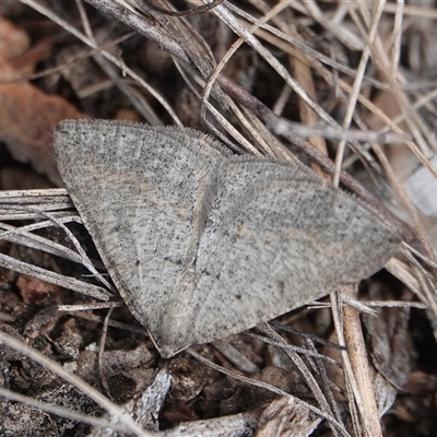 Taxeotis reserata at Hall, ACT - 3 Oct 2025 by Anna123