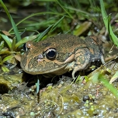Limnodynastes tasmaniensis (Spotted Grass Frog) at Mount Clear, ACT - 4 Oct 2025 by caseypyne
