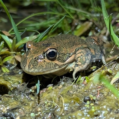 Limnodynastes tasmaniensis (Spotted Grass Frog) at Mount Clear, ACT - 4 Oct 2025 by caseypyne