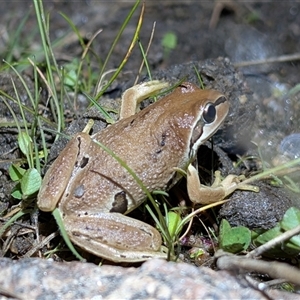 Litoria verreauxii verreauxii at Mount Clear, ACT - 4 Oct 2025 by caseypyne