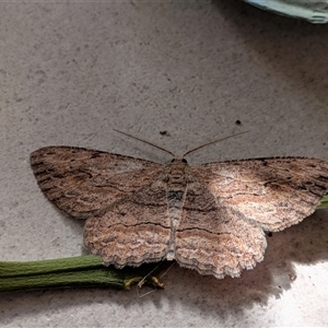 Ectropis excursaria (Common Bark Moth) by chriselidie