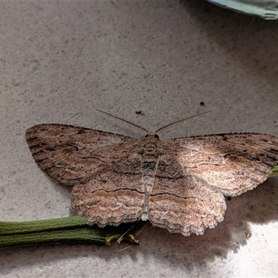 Ectropis excursaria (Common Bark Moth) at Franklin, ACT - 6 Oct 2025 by chriselidie