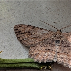 Ectropis excursaria at Franklin, ACT - suppressed