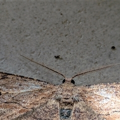 Ectropis excursaria at Franklin, ACT - suppressed