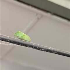 Cuspicona simplex (Green potato bug) at Hackett, ACT - 5 Oct 2025 by WalterEgo