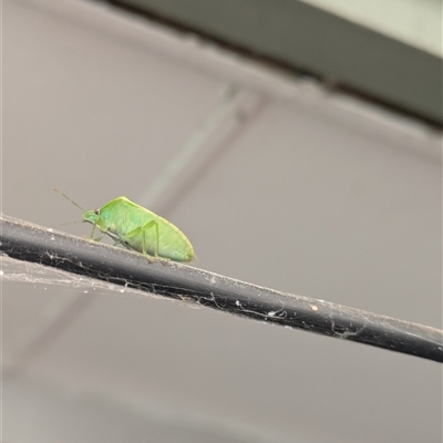 Cuspicona simplex (Green potato bug) at Hackett, ACT - 5 Oct 2025 by WalterEgo