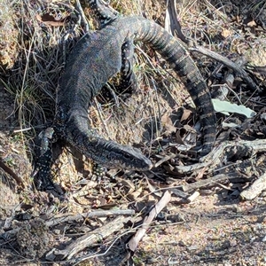 Varanus rosenbergi (Heath or Rosenberg's Monitor) at Mount Clear, ACT - 4 Oct 2025 by caseypyne