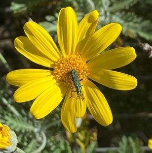 Eleale aspera (Clerid beetle) at Kingsvale, NSW - Today by BCTbluebucket