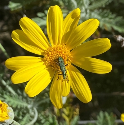Eleale aspera (Clerid beetle) at Kingsvale, NSW - 6 Oct 2025 by BCTbluebucket