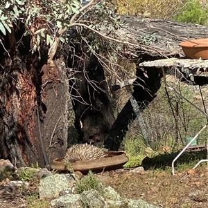 Tachyglossus aculeatus (Short-beaked Echidna) at Bendick Murrell, NSW - 3 Oct 2025 by BCTbluebucket