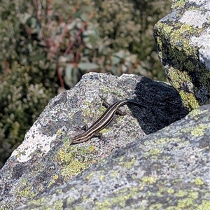 Pseudemoia spenceri at Bumbalong, NSW - Yesterday by caseypyne