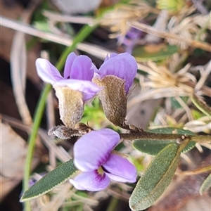 Hovea heterophylla (Common Hovea) at Mount Clear, ACT - Today by WalkYonder